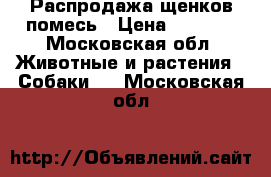 Распродажа щенков помесь › Цена ­ 1 500 - Московская обл. Животные и растения » Собаки   . Московская обл.